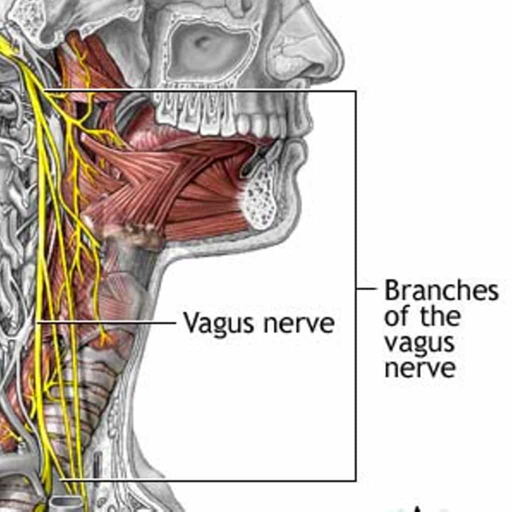 Вагус где находится фото